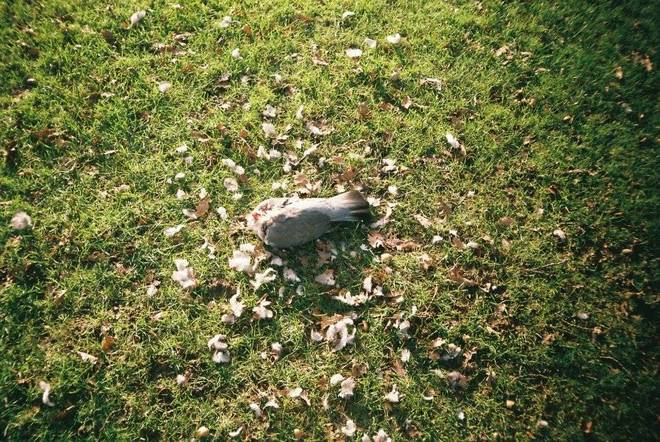 Decapitated pigeon