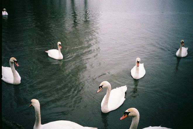 Some swans