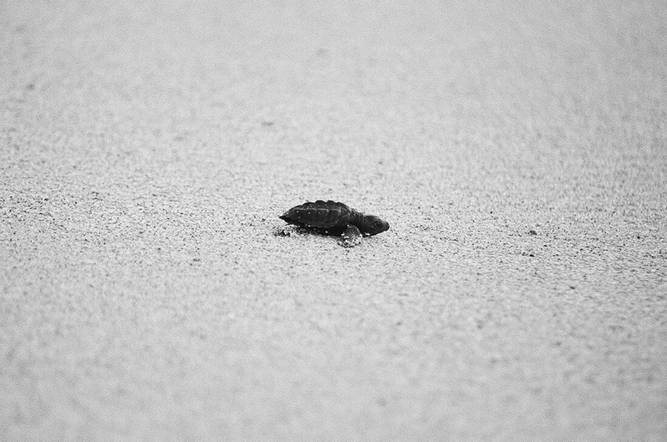 Sea turtle release
